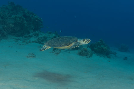 Hawksbill sea turtle in the Sea of the Philippines