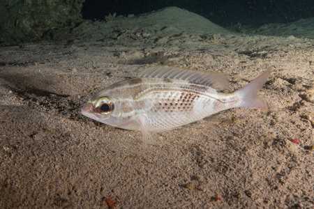 Coral fish swimming in the Red Sea, Eilat Israelの写真素材