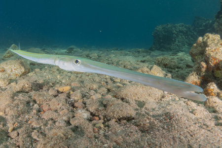 Squid in the Red Sea Colorful and beautiful, Eilat Israelの写真素材