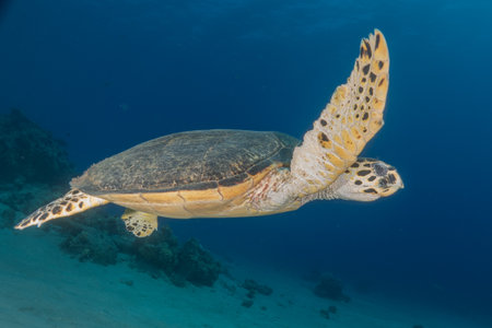 Hawksbill sea turtle in the Sea of the Philippinesの写真素材