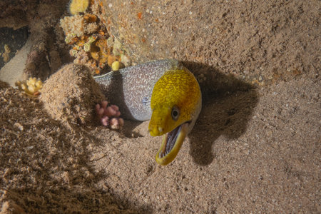 Moray eel in the Red Sea, Eilat Israel