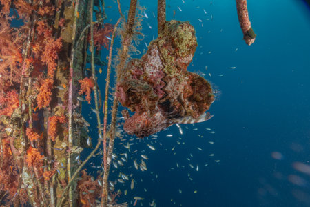 Frogfish swim in the Red Sea, colorful fish, Eilat Israel