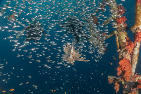 Lionfish in the Red Sea colorful fish, Eilat Israel