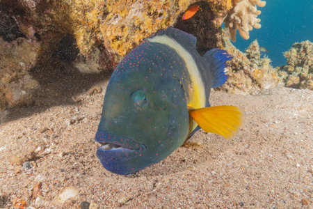 Broomtail wrasse (Cheilinus lunulatus)
Fish swim in the Red Sea, Eilat Israel