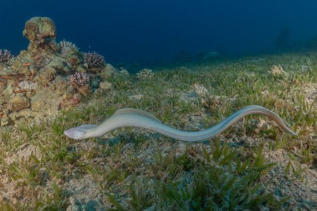 Moray eel in the Red Sea, Eilat Israelの写真素材