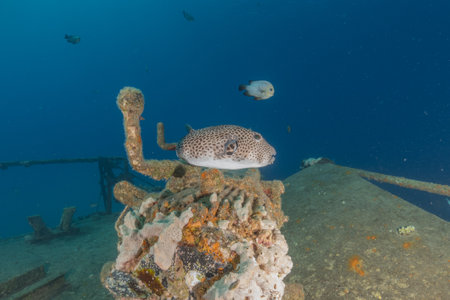 Fish swim in the Red Sea, colorful fish, Eilat Israelの写真素材