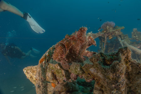 Frogfish swim in the Red Sea, colorful fish, Eilat Israel