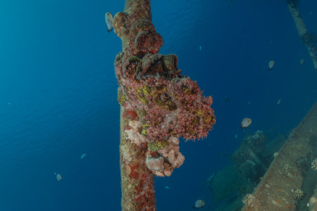 Fish swimming in the Red Sea, colorful fish, Eilat Israel