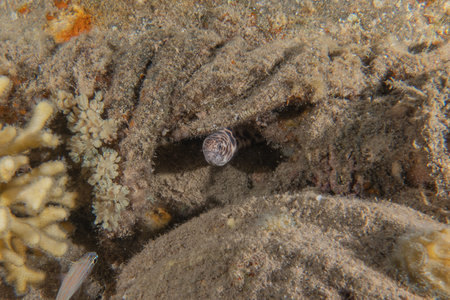 Moray eel Mooray lycodontis undulatus in the Sea of the Philippines