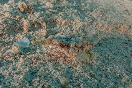 Fish swimming in the Red Sea, colorful fish, Eilat Israel