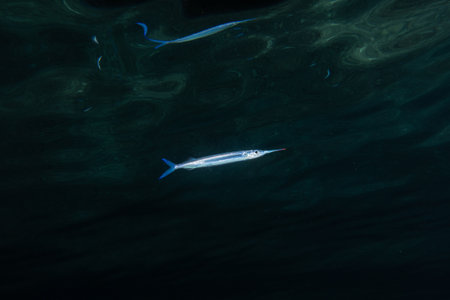 Fish swim in the Red Sea, colorful fish, Eilat Israelの写真素材