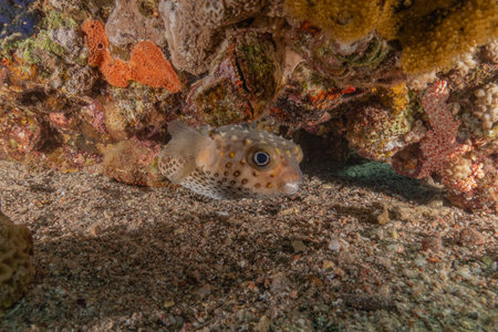 Fish swim in the Red Sea, colorful fish, Eilat Israel