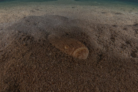 Underwater view of sandy seabedの写真素材