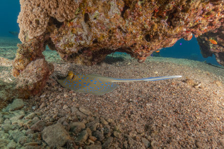 Blue spotted stingray in the Red Sea, Eilat Israelの写真素材