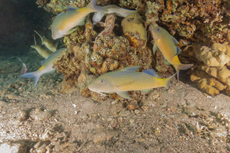 Fish swim in the Red Sea, colorful fish, Eilat Israel