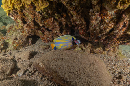 Fish swim in the Red Sea, colorful fish, Eilat Israel