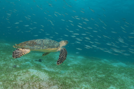 Hawksbill sea turtle in the Sea of the Philippines