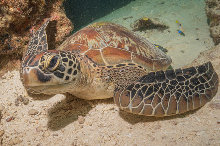 Hawksbill sea turtle in the Sea of the Philippines