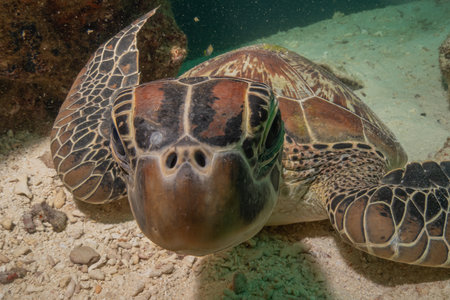 Hawksbill sea turtle in the Sea of the Philippinesの写真素材