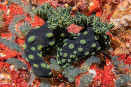 Sea slug in the Sea of the Philippinesの写真素材