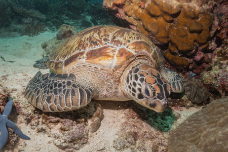 Hawksbill sea turtle in the Sea of the Philippines
