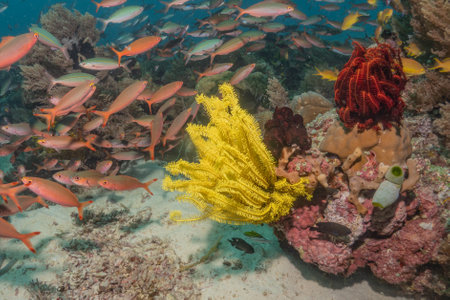 Coral reef and water plants at the bottom of the tropical sea  in the Sea of the Philippinesの写真素材