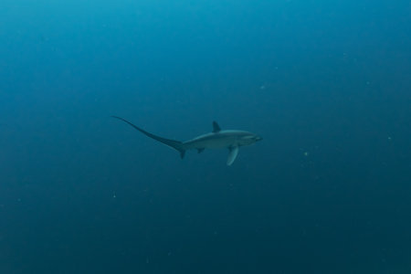 Thresher Shark swimming in the Sea of the Philippines