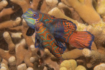 Mandarin fish swim in the Sea of the Philippines