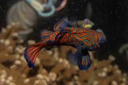 Mandarin fish swim in the Sea of the Philippines