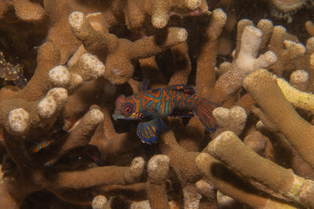 Mandarin fish swim in the Sea of the Philippinesの写真素材