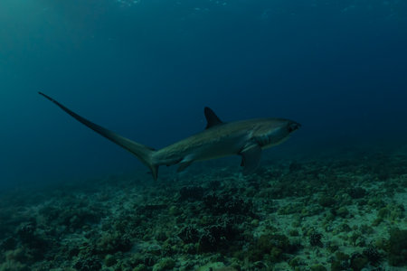 Thresher Shark swimming in the Sea of the Philippines