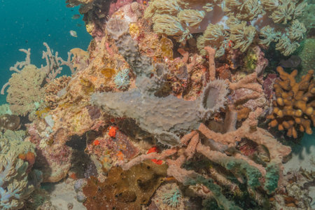 Coral reef and water plants in the Sea of the Philippinesの写真素材