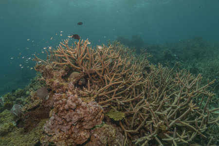 Coral reef and water plants in the Sea of the Philippines