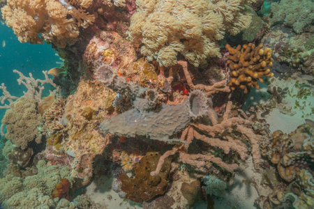 Coral reef and water plants in the Sea of the Philippines