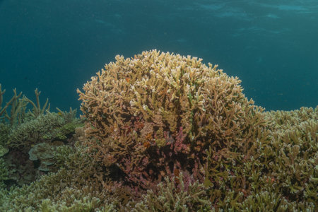 Coral reef and water plants in the Sea of the Philippinesの写真素材