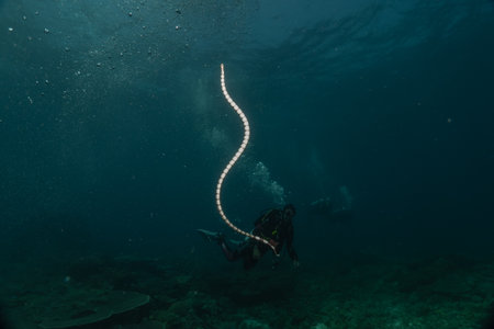 White and black spotted eel in the Red Sea, Eilat Israelの写真素材