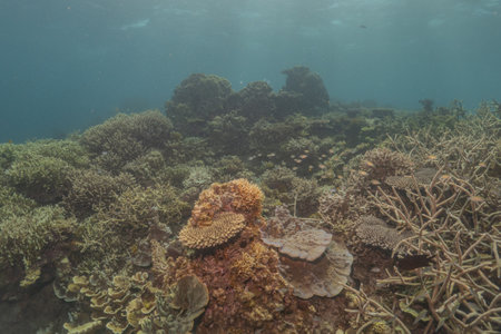 Coral reef and water plants in the Sea of the Philippines
