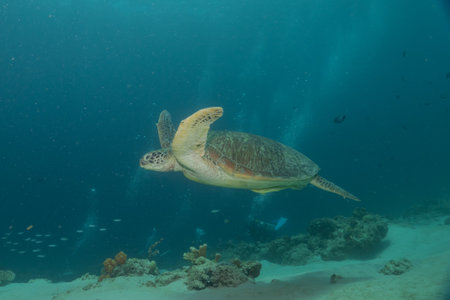 Hawksbill sea turtle in the Sea of the Philippines