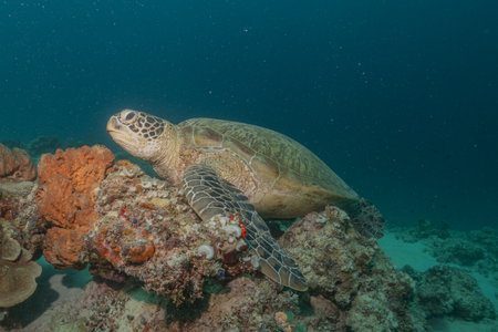 Hawksbill sea turtle in the Sea of the Philippines