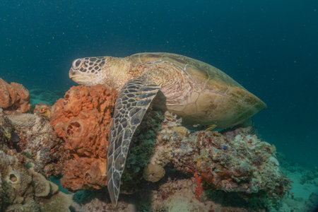 Hawksbill sea turtle in the Sea of the Philippines