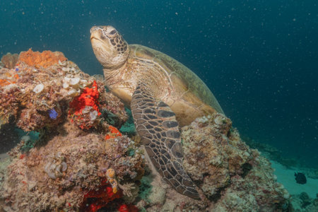 Hawksbill sea turtle in the Sea of the Philippines