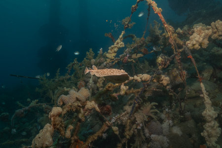 Torpedo sinuspersici On the seabed  in the Red Sea, Israelの写真素材