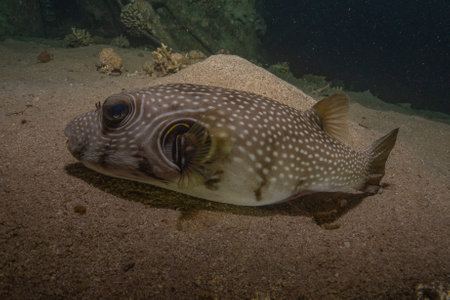 Boxfish on the reef in the Red Sea, Eilat Israel