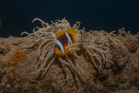 Clown anemonefish (Amphiprion ocellaris)  in the Red Sea Eilat Israelの写真素材