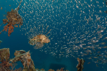 Lionfish (Pterois miles) swimming in the Red Sea Eilat Israel