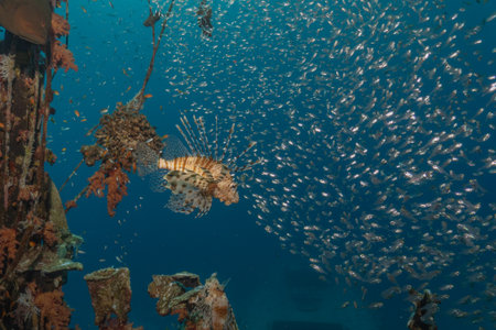 Lionfish (Pterois miles) swimming in the Red Sea Eilat Israel