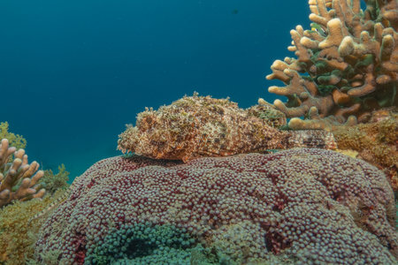 Scorpionfish on a tropical coral reef in the Red Sea Eilat Israelの写真素材