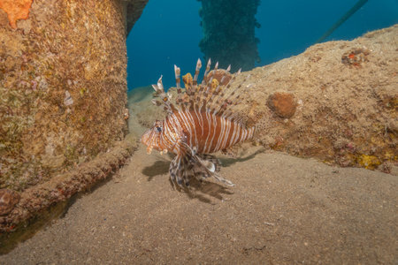 Lionfish in the Red Sea colorful fish, Eilat Israelの写真素材