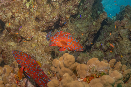 Fish swimming in the Red Sea, colorful fish, Eilat Israelの写真素材