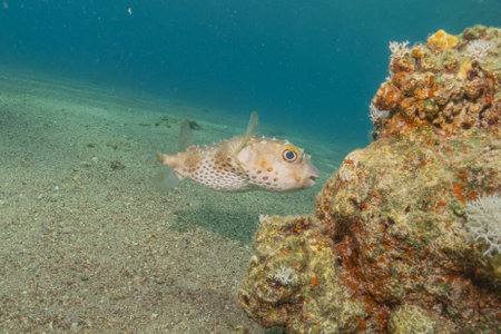 Pufferfish on a tropical coral reef in the Red Sea Eilat Israelの写真素材